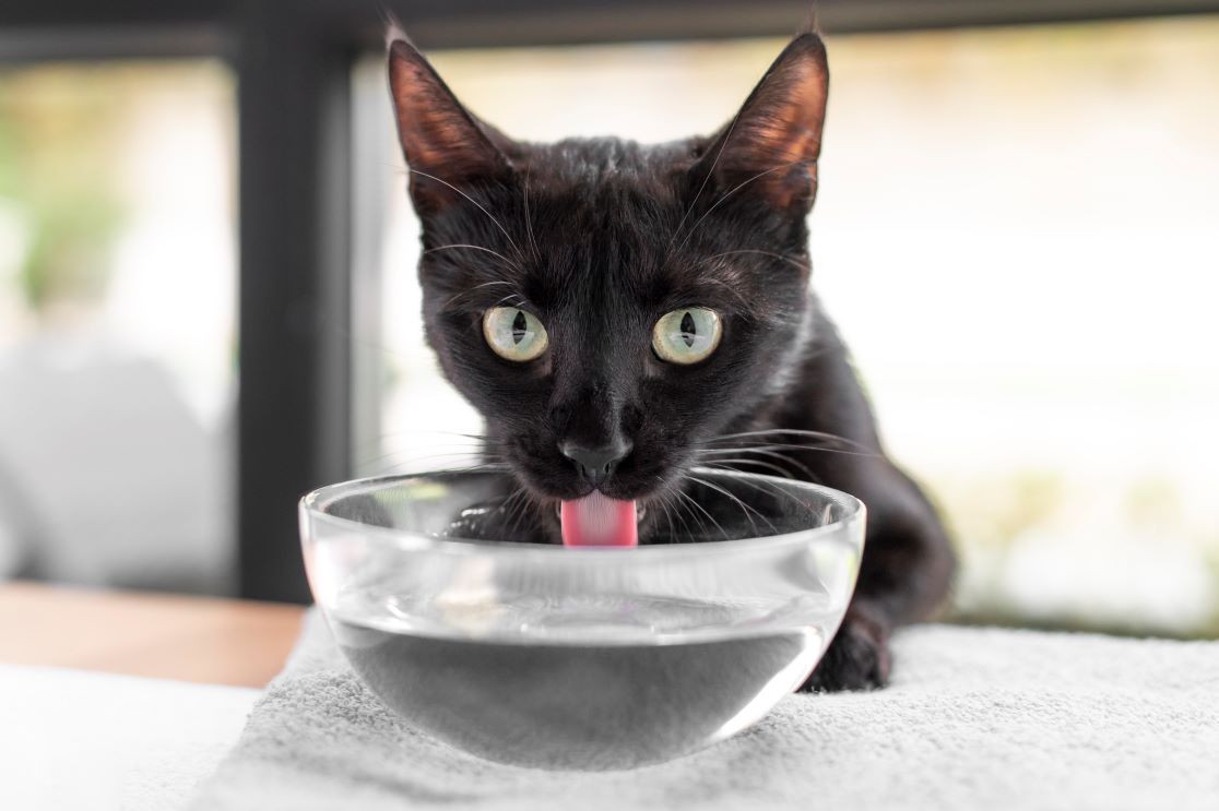 Seu gato bebe pouca água? Veja como ajudar